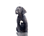 Small Cane Corso