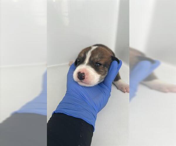 Medium Photo #1 Shepradors Puppy For Sale in Houston, TX, USA