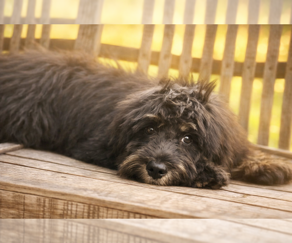 Medium Photo #1 Bernedoodle (Miniature) Puppy For Sale in DUNDEE, OH, USA