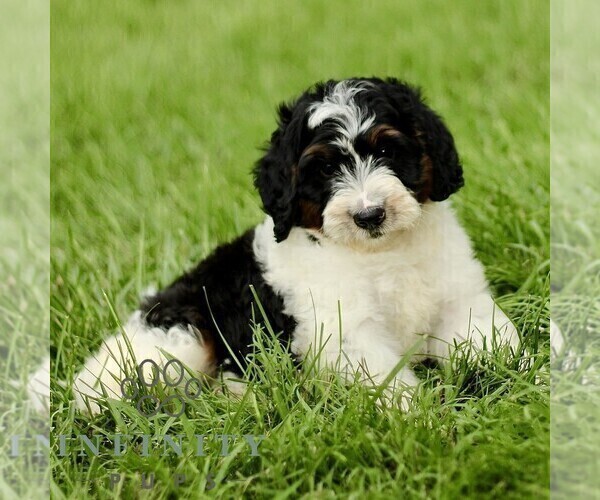 Medium Photo #3 Bernedoodle (Miniature) Puppy For Sale in NEW HOLLAND, PA, USA