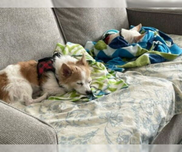 Medium Photo #2 Chihuahua-Unknown Mix Puppy For Sale in Ventura, CA, USA