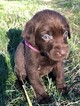 Small Photo #7 Labrador Retriever Puppy For Sale in EATONVILLE, WA, USA