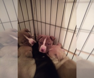 Alaskan Husky-American Pit Bull Terrier Mix Puppy for sale in GREENSBURG, KY, USA
