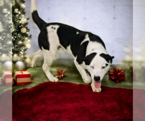 Labrador Retriever-Unknown Mix Dogs for adoption in Vail, AZ, USA