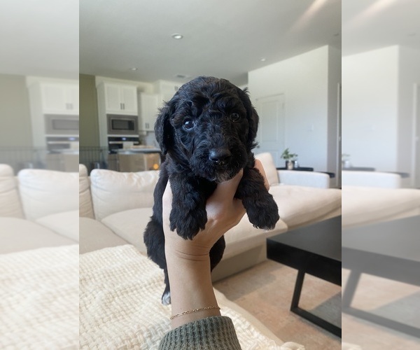 Medium Photo #6 Aussiedoodle-Goldendoodle Mix Puppy For Sale in BAKERSFIELD, CA, USA