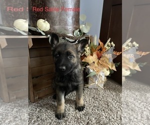 German Shepherd Dog Puppy for sale in WEST UNION, IL, USA