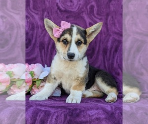Pembroke Welsh Corgi Puppy for sale in GLEN ROCK, PA, USA