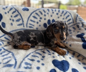 Medium Dachshund