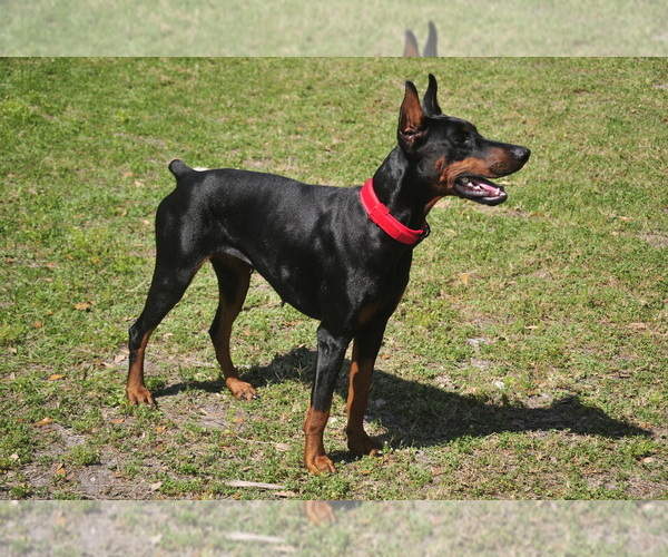 Medium Photo #14 Doberman Pinscher Puppy For Sale in FORT LAUDERDALE, FL, USA