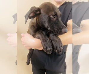 Labrador Retriever-Unknown Mix Dogs for adoption in Hilton Head, SC, USA