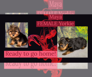 Yorkshire Terrier Puppy for sale in AZLE, TX, USA