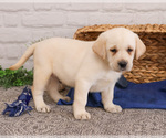 Small #7 Labrador Retriever