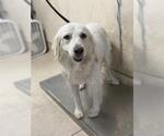 Small Labrador Retriever