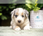 Puppy Clover Australian Shepherd