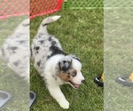 Small #2 Australian Shepherd-Miniature Australian Shepherd Mix