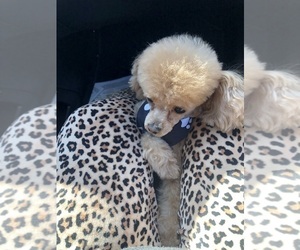 Father of the Poodle (Toy) puppies born on 08/27/2025