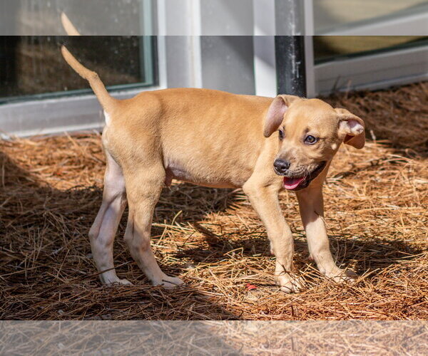 Medium Photo #5 Mutt Puppy For Sale in Hilton Head, SC, USA