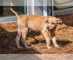 Small #4 Mutt