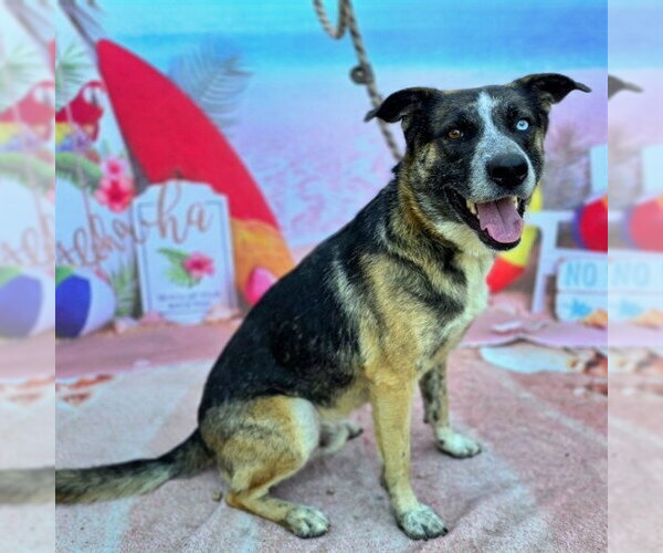 Medium Photo #1 German Shepherd Dog-Unknown Mix Puppy For Sale in Long Beach, CA, USA
