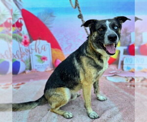 German Shepherd Dog-Unknown Mix Dogs for adoption in Long Beach, CA, USA