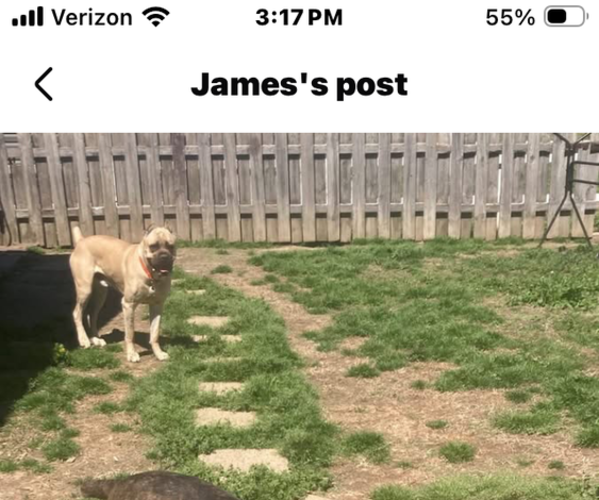 Medium Photo #1 Cane Corso Puppy For Sale in HERRIN, IL, USA