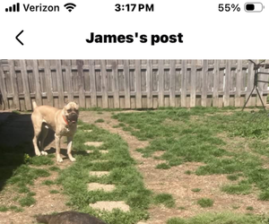 Father of the Cane Corso puppies born on 06/11/2026