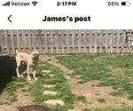 Small Photo #1 Cane Corso Puppy For Sale in HERRIN, IL, USA