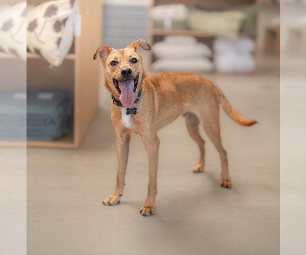 Medium Photo #7 Chihuahua Puppy For Sale in Marina Del Rey, CA, USA