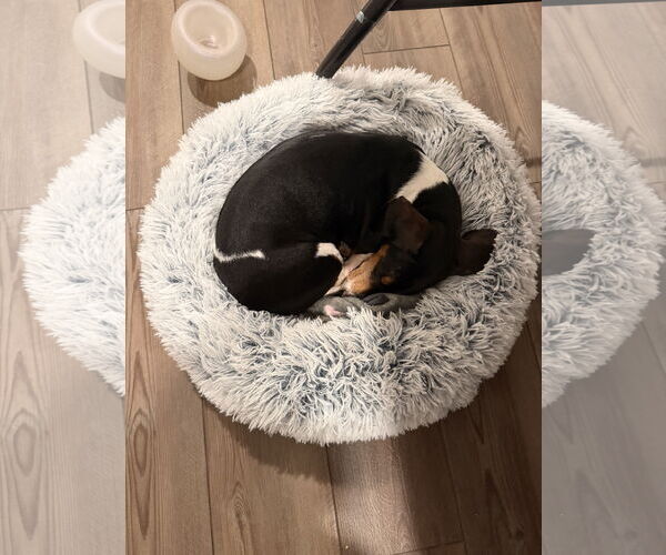 Medium Photo #2 Dachshund Puppy For Sale in Fruitland, SC, USA