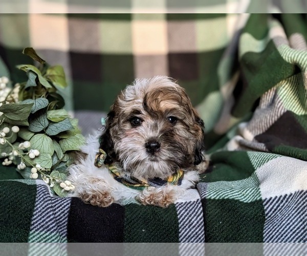Medium Photo #5 Shih-Poo Puppy For Sale in GORDONVILLE, PA, USA