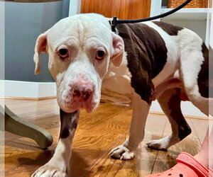 Colonel - Male Basset Hound-Unknown Mix Dog for Adoption - Photo #3