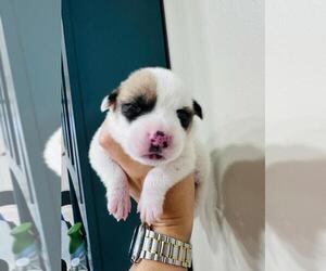 Medium American Pit Bull Terrier Mix