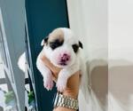 Small American Pit Bull Terrier Mix