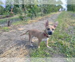 Small #6 Chihuahua Mix