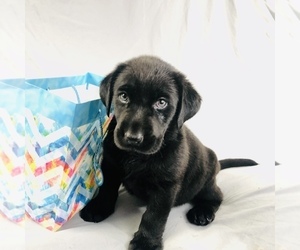 Labrador Retriever Puppy for sale in WILDWOOD, GA, USA