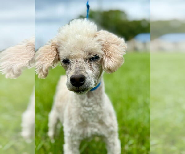 Medium Photo #3 Poodle (Miniature) Puppy For Sale in Pacolet, SC, USA