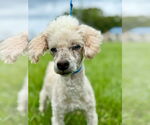 Small #2 Poodle (Miniature)