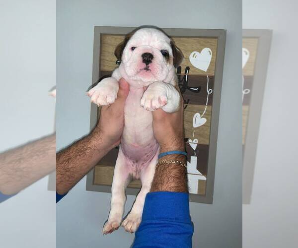 Medium Photo #1 Bulldog Puppy For Sale in MIAMI, FL, USA