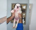Small Photo #1 Bulldog Puppy For Sale in MIAMI, FL, USA