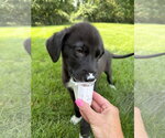 Small #4 Australian Shepherd Mix