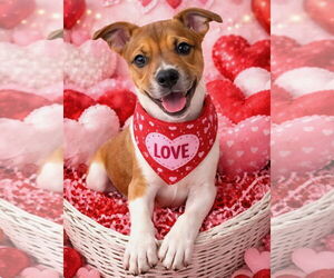 Labrador Retriever-Unknown Mix Dogs for adoption in Royal Palm Beach, FL, USA