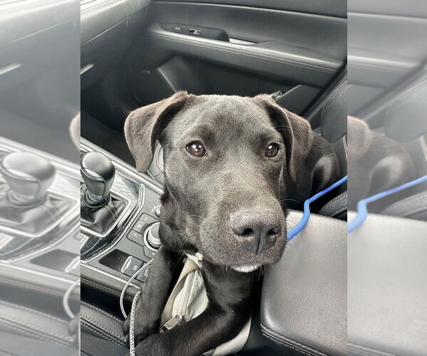 Medium Photo #20 Labrador Retriever Puppy For Sale in Brewster, NY, USA