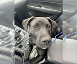 Small #19 Labrador Retriever