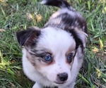 Small #2 Miniature Australian Shepherd