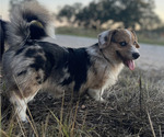 Small Photo #1 American Corgi Puppy For Sale in COLLEGE STATION, TX, USA