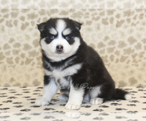Medium Photo #4 Pomsky Puppy For Sale in DENVER, PA, USA