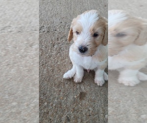 Goldendoodle Puppy for sale in WATERLOO, IL, USA