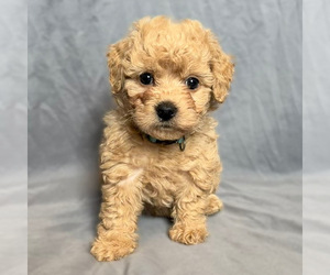 Goldendoodle (Miniature) Puppy for sale in SEVIERVILLE, TN, USA