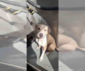 Puppy for sale in PLAINFIELD, IL, USA