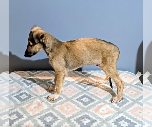 Medium Photo #13 Borzoi Puppy For Sale in FULTON, NY, USA